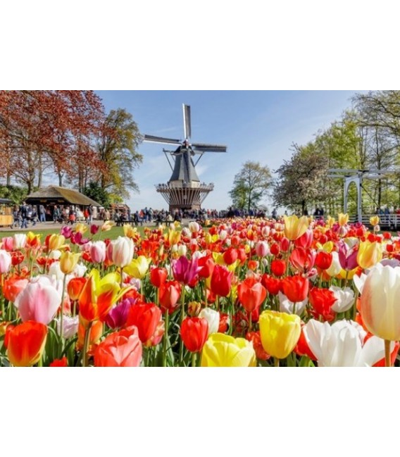 Bus tour Keukenhof, Tulip Experience & Amsterdam Canal Cruise