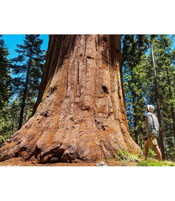 San Francisco Tour Sequoie Muirwoods & Sausalito