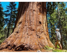 San Francisco Tour Sequoie Muirwoods & Sausalito