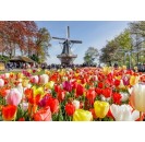 Bus tour Keukenhof, Zaanse Schans & Amsterdam Canal Cruise